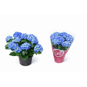 Hortenzia kék