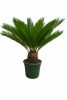 Cycass Pálma 90 cm