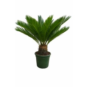 Cycass Pálma 90 cm