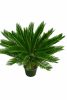Cycass Pálma 90 cm