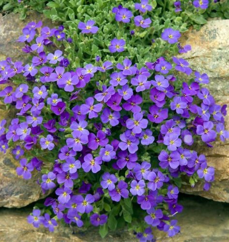 Pázsit viola Lila 6 db-os