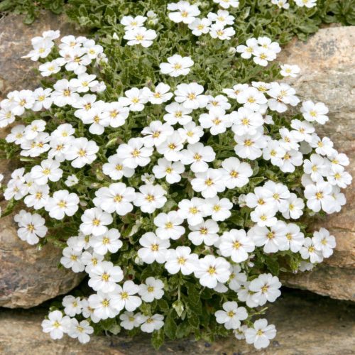 Pázsit viola Fehér 6 db-os