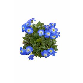 Pázsit viola kék 6 db-os