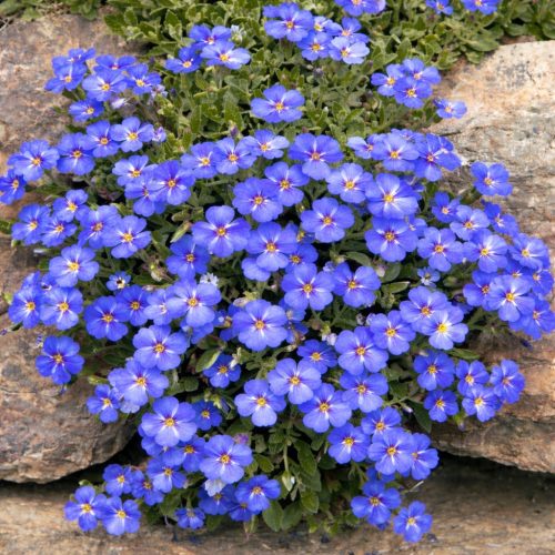 Pázsit viola kék 6 db-os