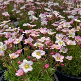 Kőtörőfű pink 6 db-os