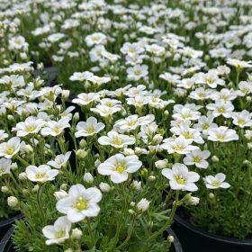 Kőtörőfű fehér 6 db-os