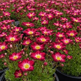 Kőtörőfű bordó 6 db-os