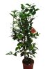 Japán kamélia (Camellia japonica) 60-80cm Black Lace