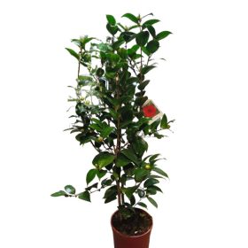 Japán kamélia (Camellia japonica) 60-80cm Black Lace