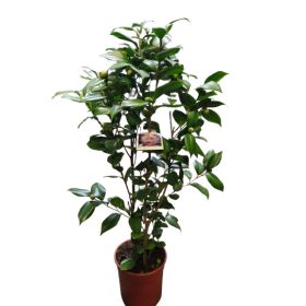   Japán kamélia (Camellia japonica) 60-80cm Nuccio's Jewel