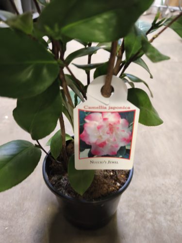 Japán kamélia (Camellia japonica) 60-80cm Nuccio's Jewel