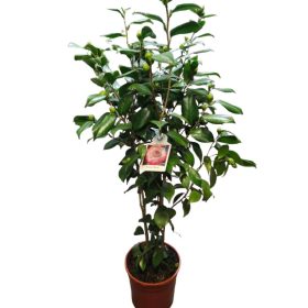   Japán kamélia (Camellia japonica) 60-80cm Nuccio's Pearl