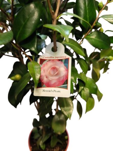 Japán kamélia (Camellia japonica) 60-80cm Nuccio's Pearl