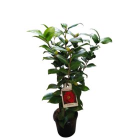 Japán kamélia (Camellia japonica) 40-60cm Dr.Burnside