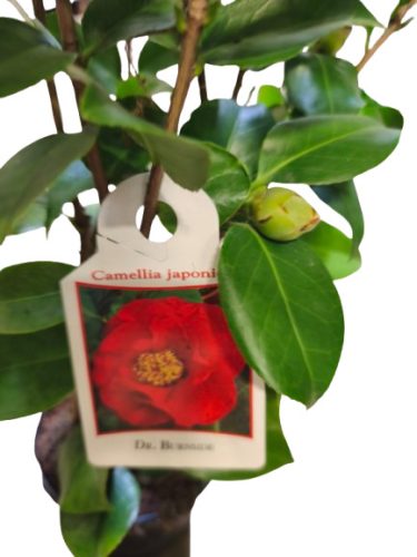 Japán kamélia (Camellia japonica) 40-60cm Dr.Burnside