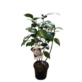   Japán kamélia (Camellia japonica) 40-60cm Nuccio's Gem