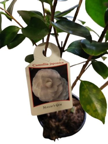 Japán kamélia (Camellia japonica) 40-60cm Nuccio's Gem
