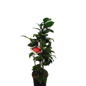   Japán kamélia (Camellia japonica) 40-60cm Nuccio's Cameo