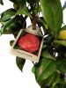 Japán kamélia (Camellia japonica) 40-60cm Nuccio's Cameo