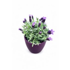 Levendula dísz kaspóban