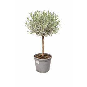 Törzses Levendula 85cm