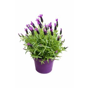 Francia levendula bokor 45cm 19 cm cseerép méret