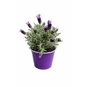 Francia levendula bokor 14 cm cserép méret