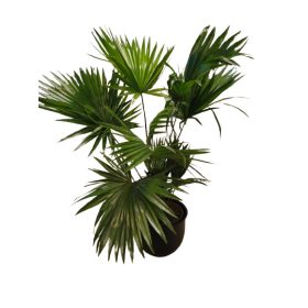 Legyezőpálma 80cm (Livistona rotundifolia)