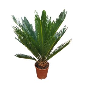 Cycas Pálma 60cm