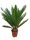 Cycas Pálma 60cm