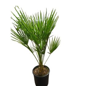 Humilis lószőrpálma 80-100cm fagytűrő