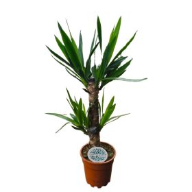 Yucca pálma 80cm