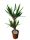 Yucca pálma 80cm