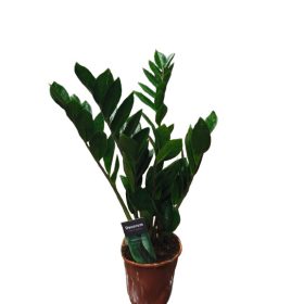 Zamioculcas 60cm 