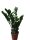 Zamioculcas 60cm 
