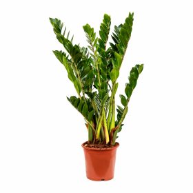 Zamioculcas 120cm