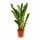 Zamioculcas 120cm