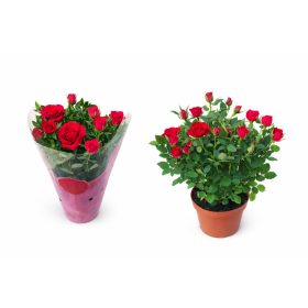 Törpe rózsa  korall piros 