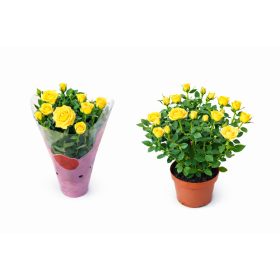 Törpe rózsa sárga