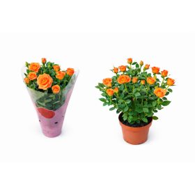 Törpe rózsa narancssárga