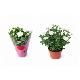 Törpe rózsa fehér