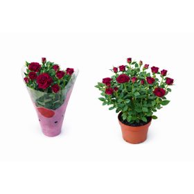 Törpe rózsa bordó