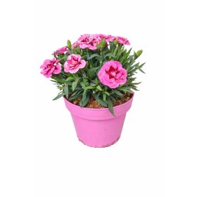  Évelő szegfű 6db-os 14es cserépméretű pink