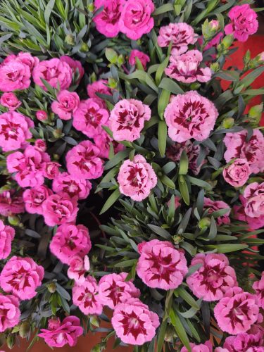  Évelő szegfű 6db-os 14es cserépméretű pink