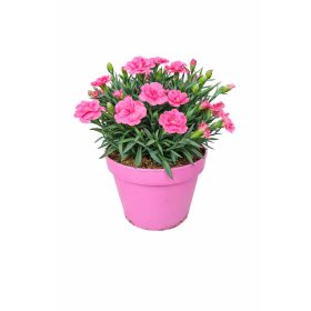 Évelő szegfű 6db-os 14es cserépméretű rózsaszín