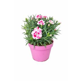   Évelő szegfű 6db-os 14es cserépméretű pink kisses cirmos